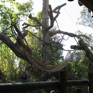 Jungala - White-cheeked Gibbon Exhibit