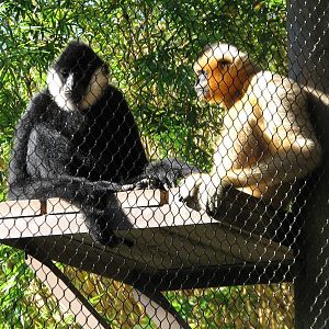 Jungala - White-cheeked Gibbon Exhibit