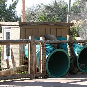 Jungala - White-cheeked Gibbon Exhibit - Crawl Shelter Viewing Area
