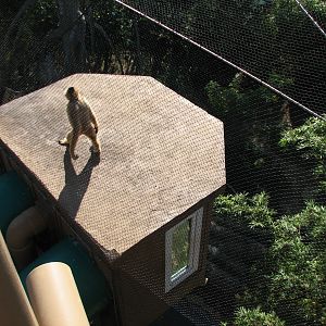 Jungala - White-cheeked Gibbon Exhibit