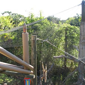 Jungala - White-cheeked Gibbon Exhibit