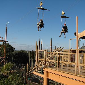 Jungala - Jungle Flyers Ride over White-cheeked Gibbon Exhibit