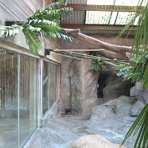 Congo - Squirrel Monkey Exhibit