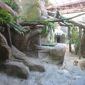 Congo - Squirrel Monkey Exhibit