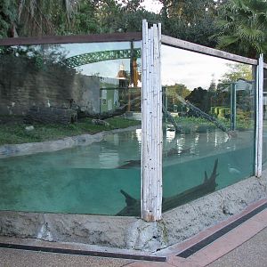Curiosity Caverns - Asian Small-clawed Otter Exhibit