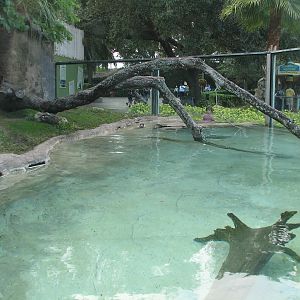 Curiosity Caverns - Asian Small-clawed Otter Exhibit