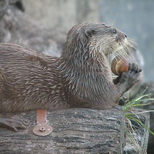 Curiosity Caverns - Asian Small-clawed Otter Exhibit