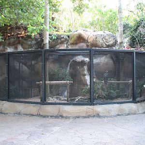 Curiosity Caverns - Bald Eagle Exhibit