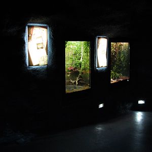 Curiosity Caverns - Pixie Frog and California Kingsnake Exhibits