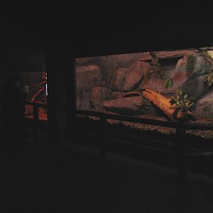Curiosity Caverns - Reticulated Python Exhibit