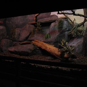 Curiosity Caverns - Reticulated Python Exhibit