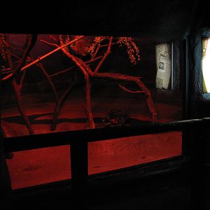 Curiosity Caverns - Two-toed Sloth Exhibit