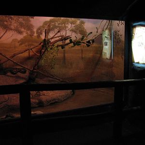 Curiosity Caverns - Anaconda Exhibit
