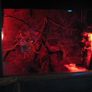 Curiosity Caverns - Sugar Glider Exhibit