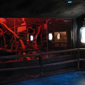 Curiosity Caverns - Greater Bush Baby Exhibit 1