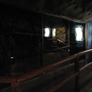 Curiosity Caverns - Mongoose Lemur Exhibit