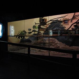 Curiosity Caverns - Cotton-top Tamarin Exhibit