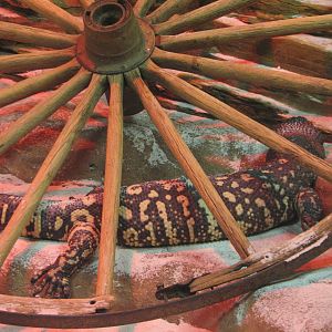 Curiosity Caverns - Gila Monster Exhibit