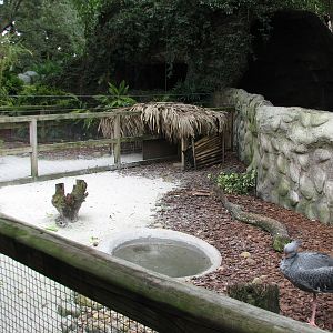 Jambo Junction - Crested Screamer Exhibit