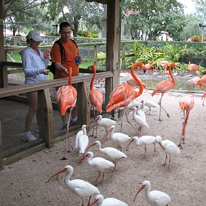 Jambo Junction - Flamingo Exhibit