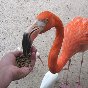 Jambo Junction - Flamingo Exhibit