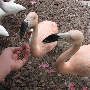 Jambo Junction - Flamingo Exhibit