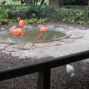 Jambo Junction - Flamingo Exhibit