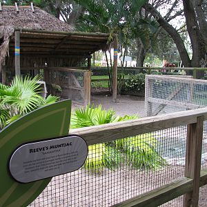 Jambo Junction - Reeve's Muntjac Exhibit