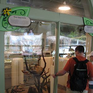 Jambo Junction - Two-toed Sloth and Three-banded Armadillo Exhibit