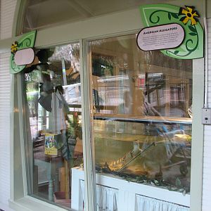Jambo Junction - American Alligator Exhibit