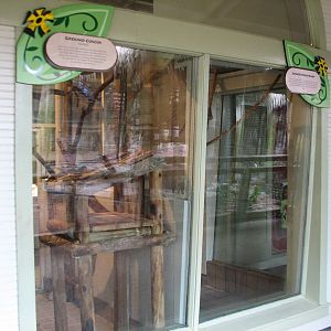 Jambo Junction - Ground Cuscus and Greater Bush Baby Exhibits