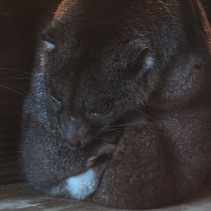 Jambo Junction - Ground Cuscus Exhibit