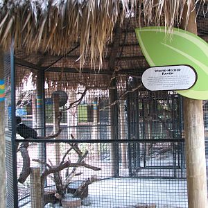 Jambo Junction - White-necked Raven Exhibit