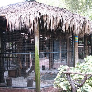 Jambo Junction - Red Ruffed Lemur Exhibit