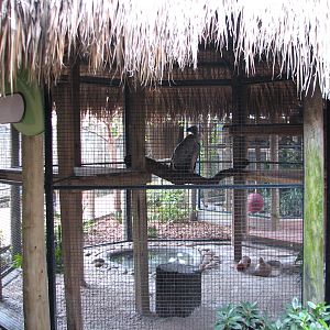 Jambo Junction - Vulture Exhibit