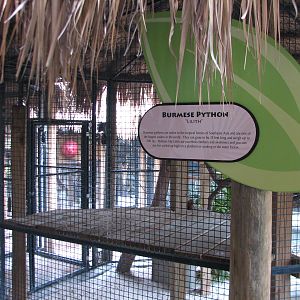 Jambo Junction - Burmese Python Exhibit