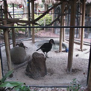 Jambo Junction - Ground Hornbill Exhibit