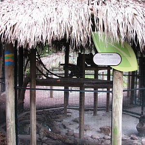 Jambo Junction - Coatimundi Exhibit