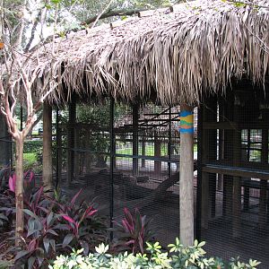 Jambo Junction - Serval Exhibit