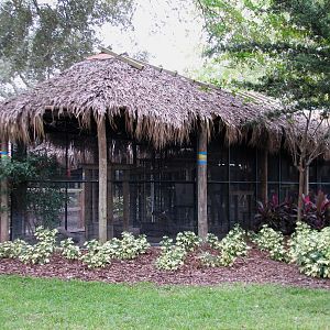 Jambo Junction - Serval Exhibit