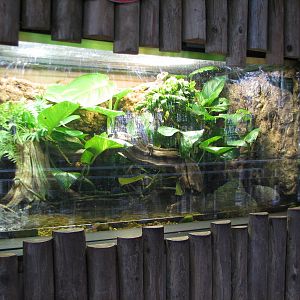 Jambo Junction - Javan Humphead Lizard Exhibit