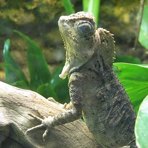 Jambo Junction - Javan Humphead Lizard Exhibit