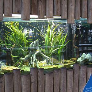 Jambo Junction - Tentacled Snake Exhibit