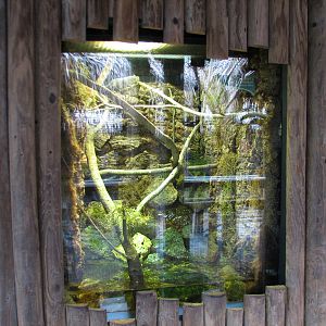 Jambo Junction - Oustalet's Chameleon Exhibit