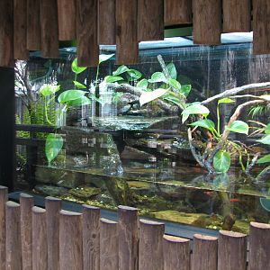 Jambo Junction - Eyelash Viper Exhibit