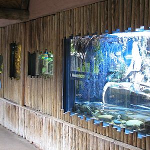 Jambo Junction - Basalisk Lizard Exhibit