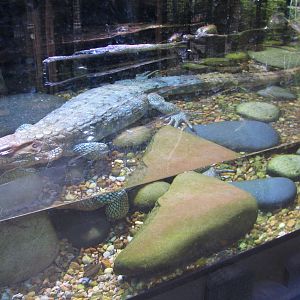 Jambo Junction - Caiman Lizard and Basalisk Lizard Exhibit