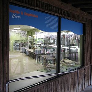 Jambo Junction - Retile and Amphibian Behind-the-Scenes Window