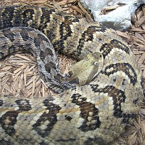 Jambo Junction - Canebrake Rattlesnake Exhibit