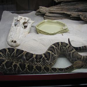 Jambo Junction - Eastern Diamondback Rattlesnake Exhibit